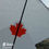 Thumbnail: AFG Canada ( 22"w x 20"h )