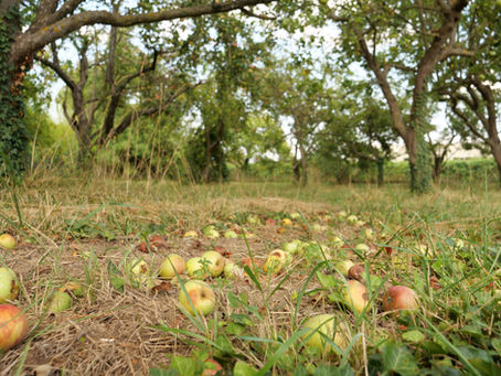 Saisons du verger : l’évolution des pommes, poires et coings | Cidrerie de la Huppe