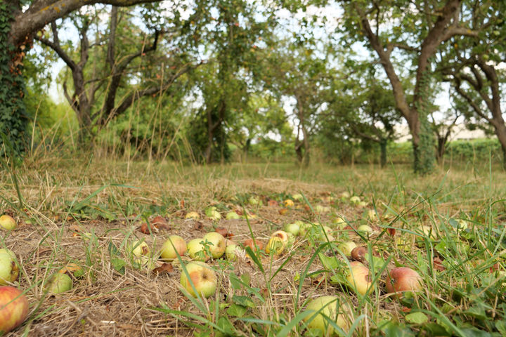 Pommes tombées sous les arbres hautes tiges du verger