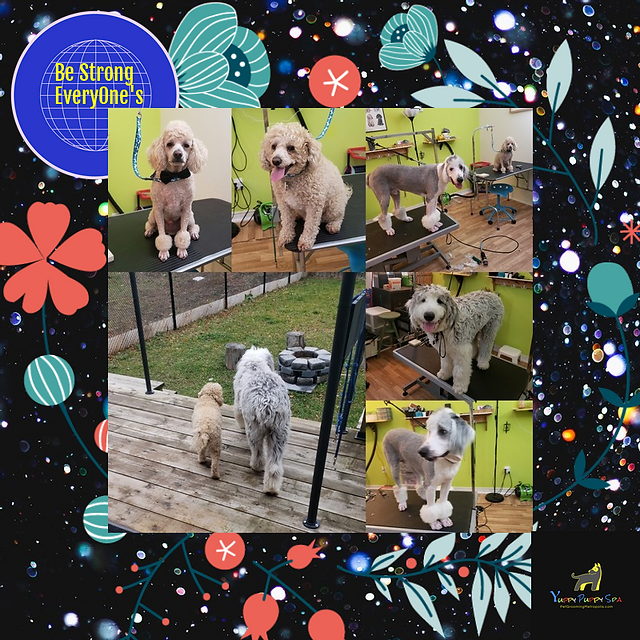 Dog Grooming Markham