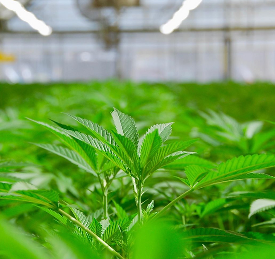 New Customer Wave Rider Nursery