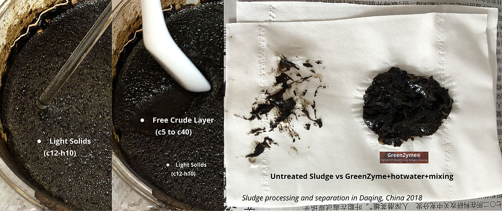 GreenZyme separation of daqing sludge crude oil