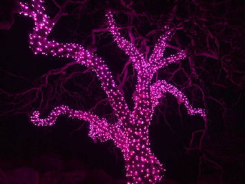Ancanary date palm lit with high power RGB event lighting.