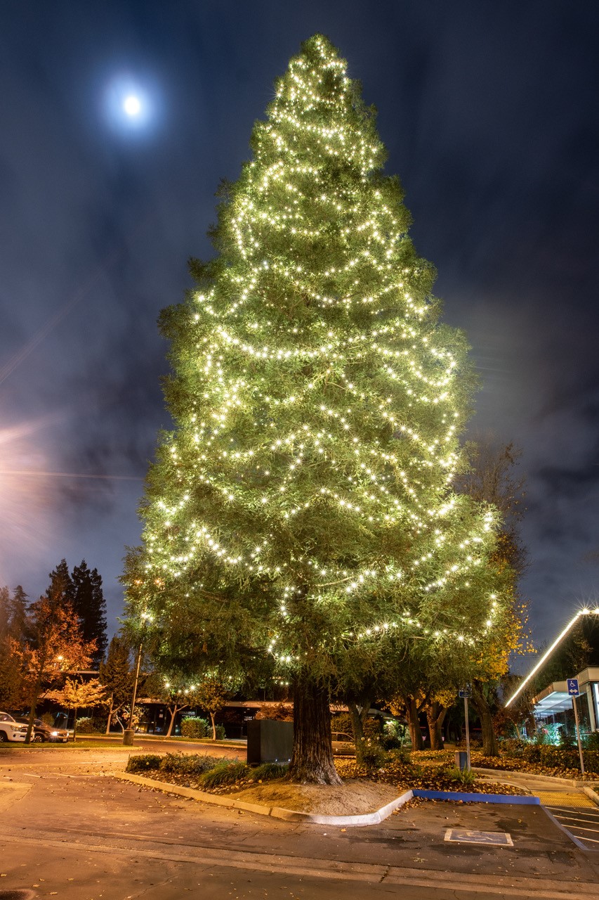 Large tree wrapped in warm lights