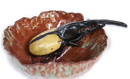 Hercules%20beetle_edited.jpg