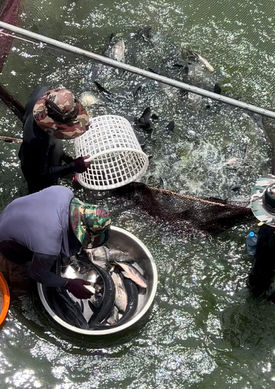活魚批發/ 加工服務
吳郭魚/ 草魚/ 台灣鯛/ 烏鰡/ 土鯽魚/ 鯉魚/ 黃鱔/