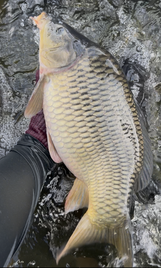 活魚批發/ 加工服務
吳郭魚/ 草魚/ 台灣鯛/ 烏鰡/ 土鯽魚/ 鯉魚/ 黃鱔/