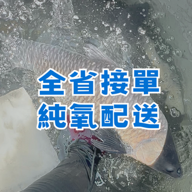 台灣鯛/吳郭魚/福壽魚 活魚批發/ 加工服務
大頭鰱/ 草魚/ 土鯽魚/烏鰡/ 鯉魚/
全省接單