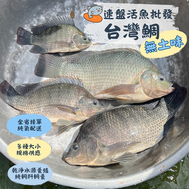 活魚批發/ 加工服務 大頭鰱/ 草魚/ 土鯽灣鯛/吳郭魚/福壽魚 活魚批發/ 加工服務 魚/烏鰡/ 鯉魚/