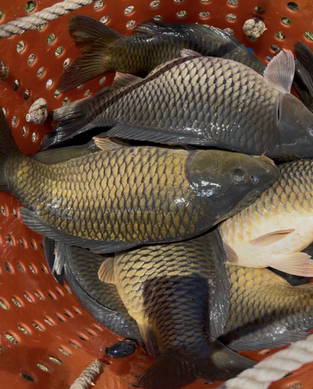 活魚批發/ 加工服務 
吳郭魚/ 草魚/ 台灣鯛/ 烏鰡/ 土鯽魚/ 鯉魚/ 黃鱔/