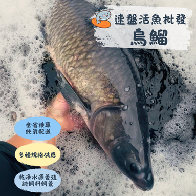 台灣鯛/吳郭魚/福壽魚 活魚批發/ 加工服務
大頭鰱/ 草魚/ 土鯽魚/烏鰡/ 鯉魚/