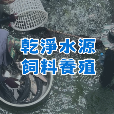 台灣鯛/吳郭魚/福壽魚 活魚批發/ 加工服務
大頭鰱/ 草魚/ 土鯽魚/烏鰡/ 鯉魚/