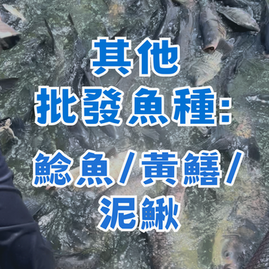 台灣鯛/吳郭魚/福壽魚 活魚批發/ 加工服務
大頭鰱/ 草魚/ 土鯽魚/烏鰡/ 鯉魚/ 鯰魚/ 黃鱔/ 泥鰍