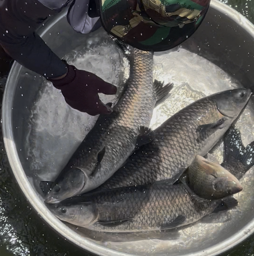 活魚批發/ 加工服務
吳郭魚/ 草魚/ 台灣鯛/ 烏鰡/ 土鯽魚/ 鯉魚/ 黃鱔/