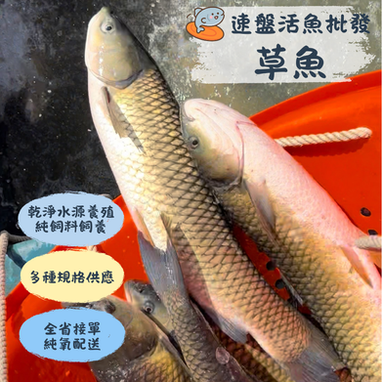 台灣鯛/吳郭魚/福壽魚 活魚批發/ 加工服務
大頭鰱/ 草魚/ 土鯽魚/烏鰡/ 鯉魚/