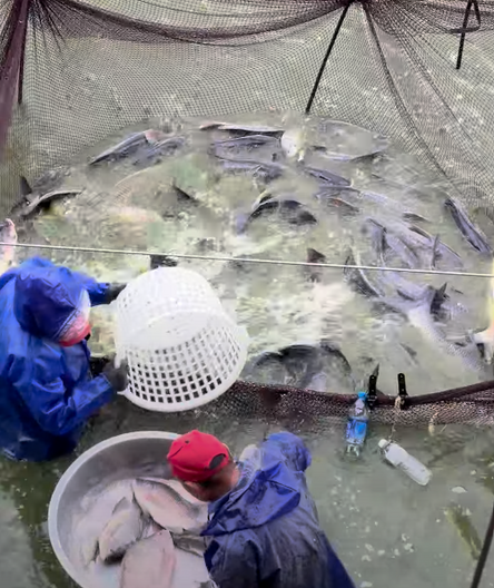 活魚批發/ 加工服務
吳郭魚/ 草魚/ 台灣鯛/ 烏鰡/ 土鯽魚/ 鯉魚/ 黃鱔/