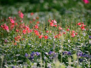 creating a more sustainable backyard