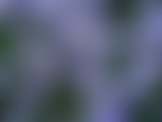 native perennials to attract pollinators