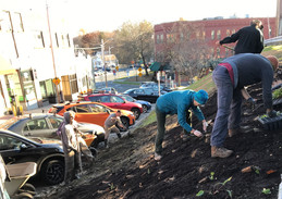 Crafts Avenue planting '18