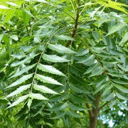 Benefits of Neem for Hair growth
