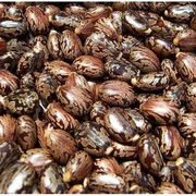 Castor Oil for Hair Growth