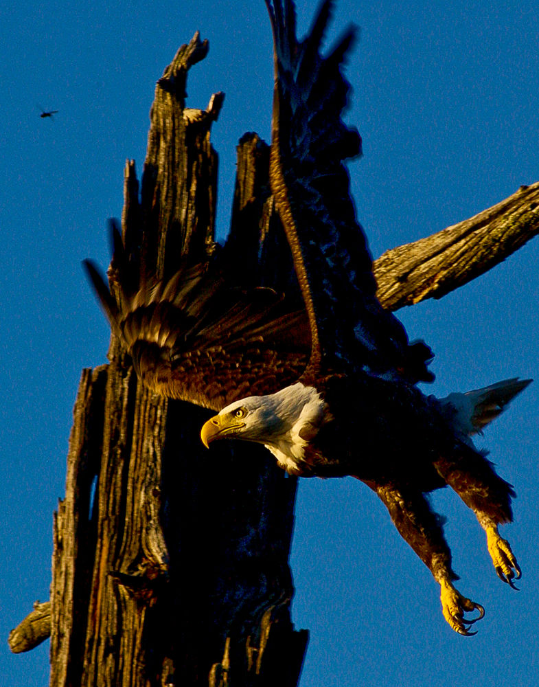 A bald eagle launches to grab a fish.