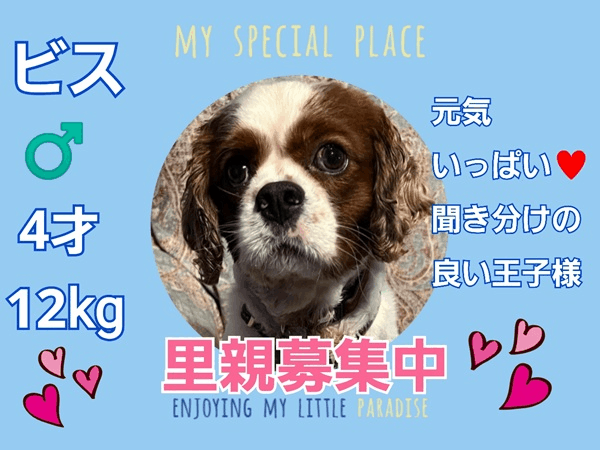 募集中.gif