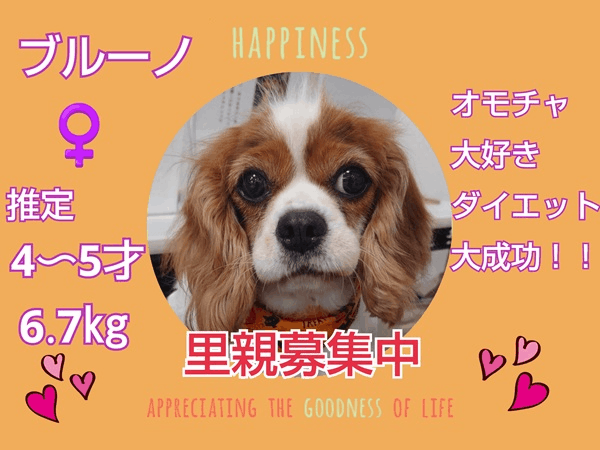 募集中.gif