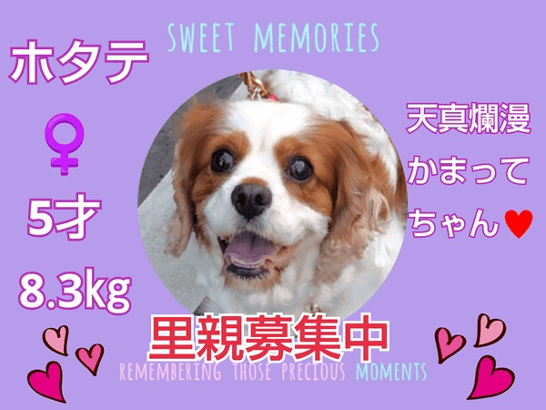 募集中.gif