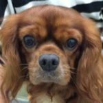 小豆（マロン）