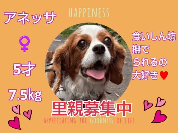 募集中.gif