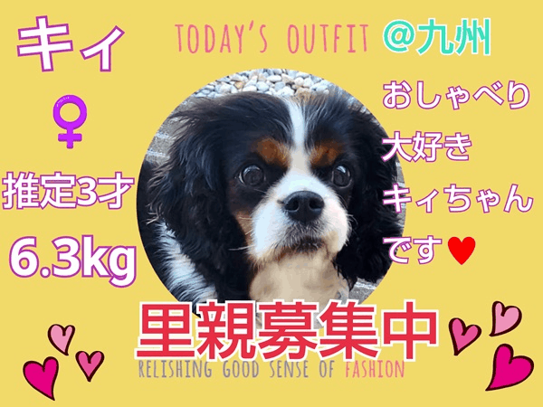 募集中.gif