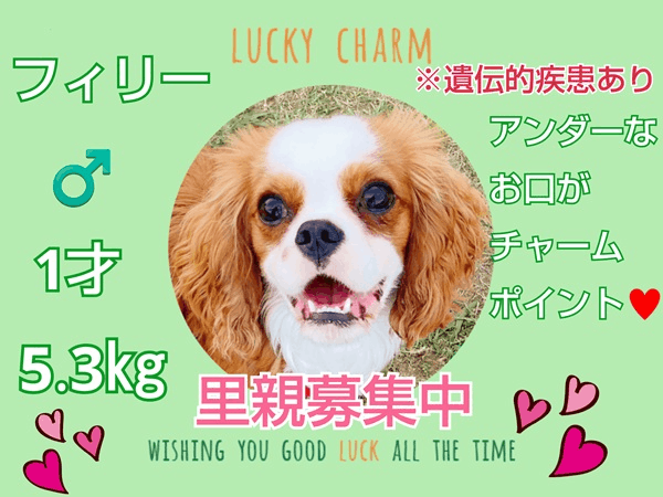 募集中.gif