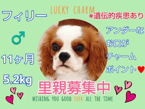 募集中.gif