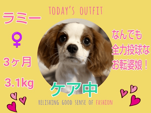 募集中.gif
