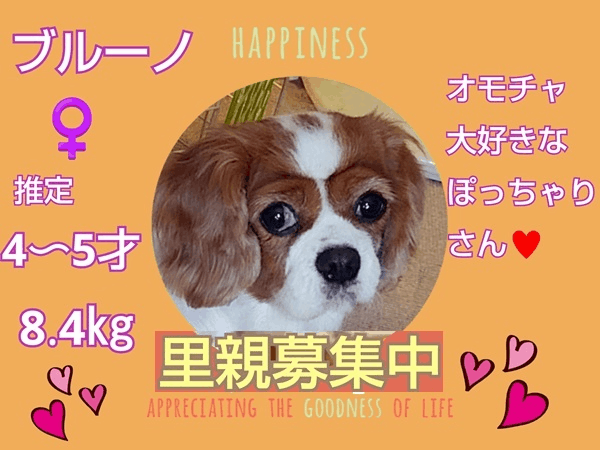 募集中.gif
