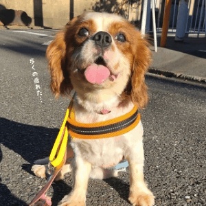 テッタ