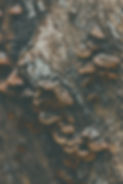 unsplash-CAVoFwkSOtw_edited.jpg