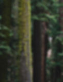 landscape photo of forest_edited.jpg