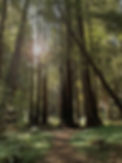 brown trees on green grass field during daytime_edited.jpg