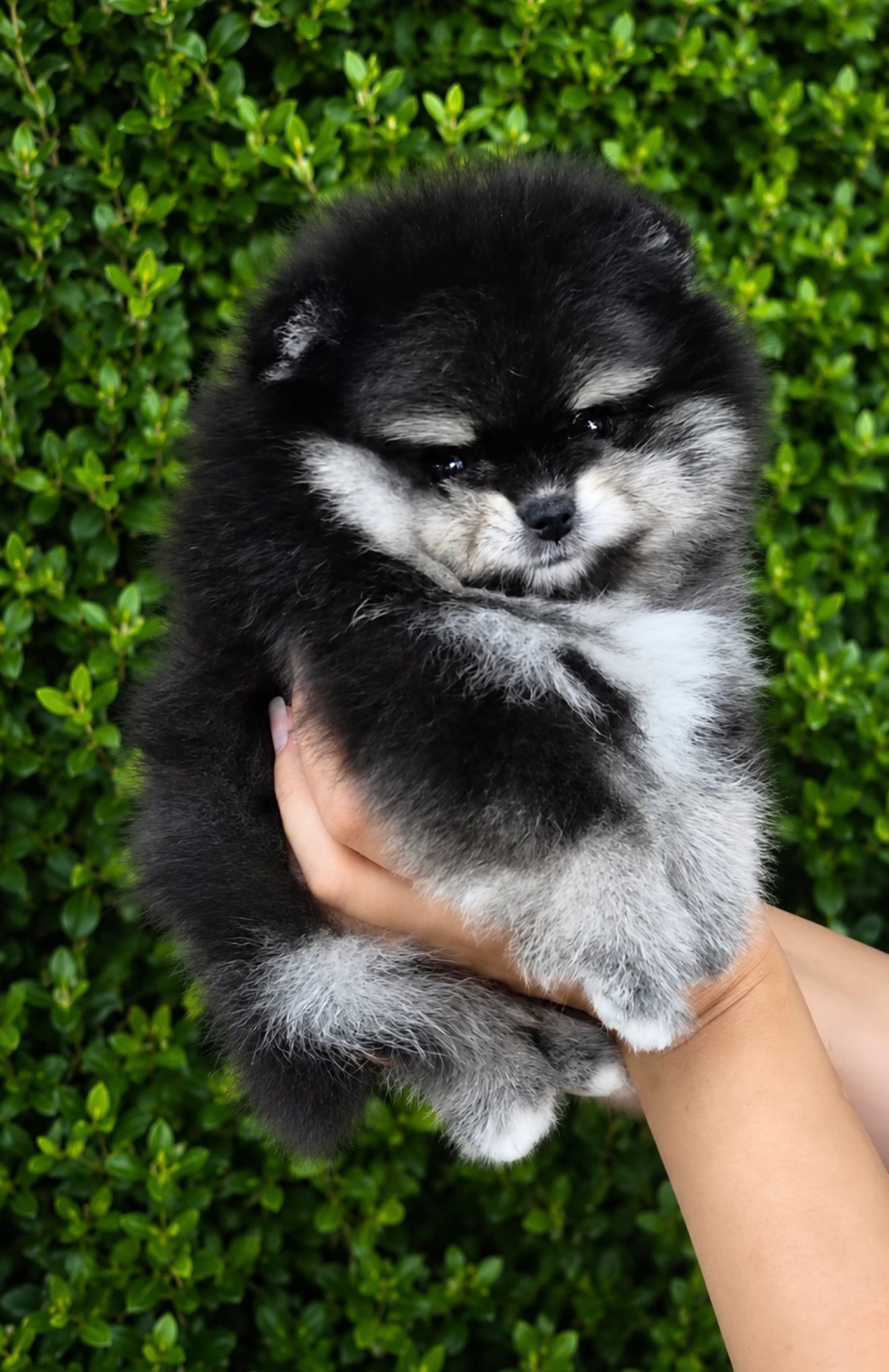 Black & Tan Girl Pomeranian - 4-6 lbs - Korean Lines