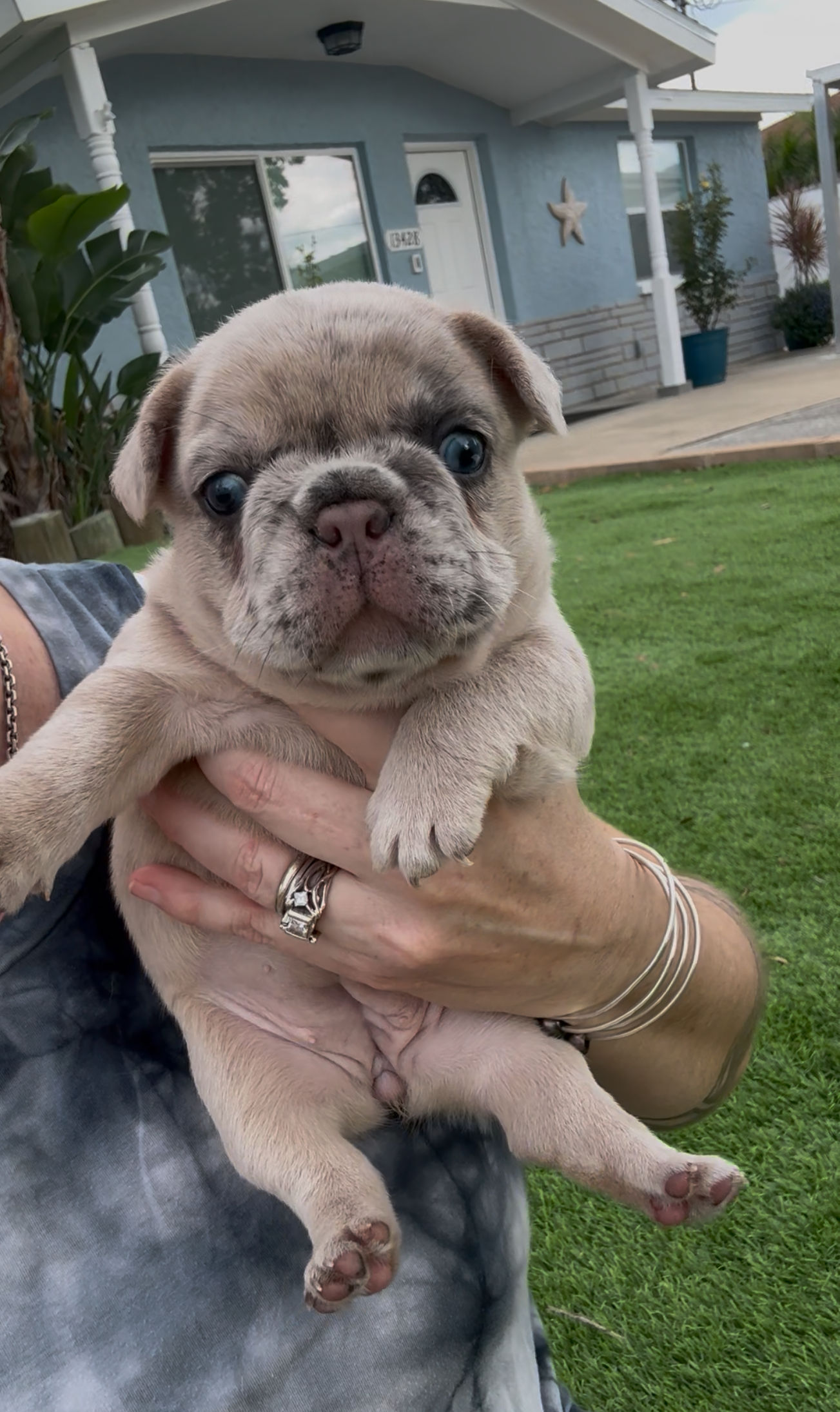 “Luau” Blue Fawn Merle (Reserved)
