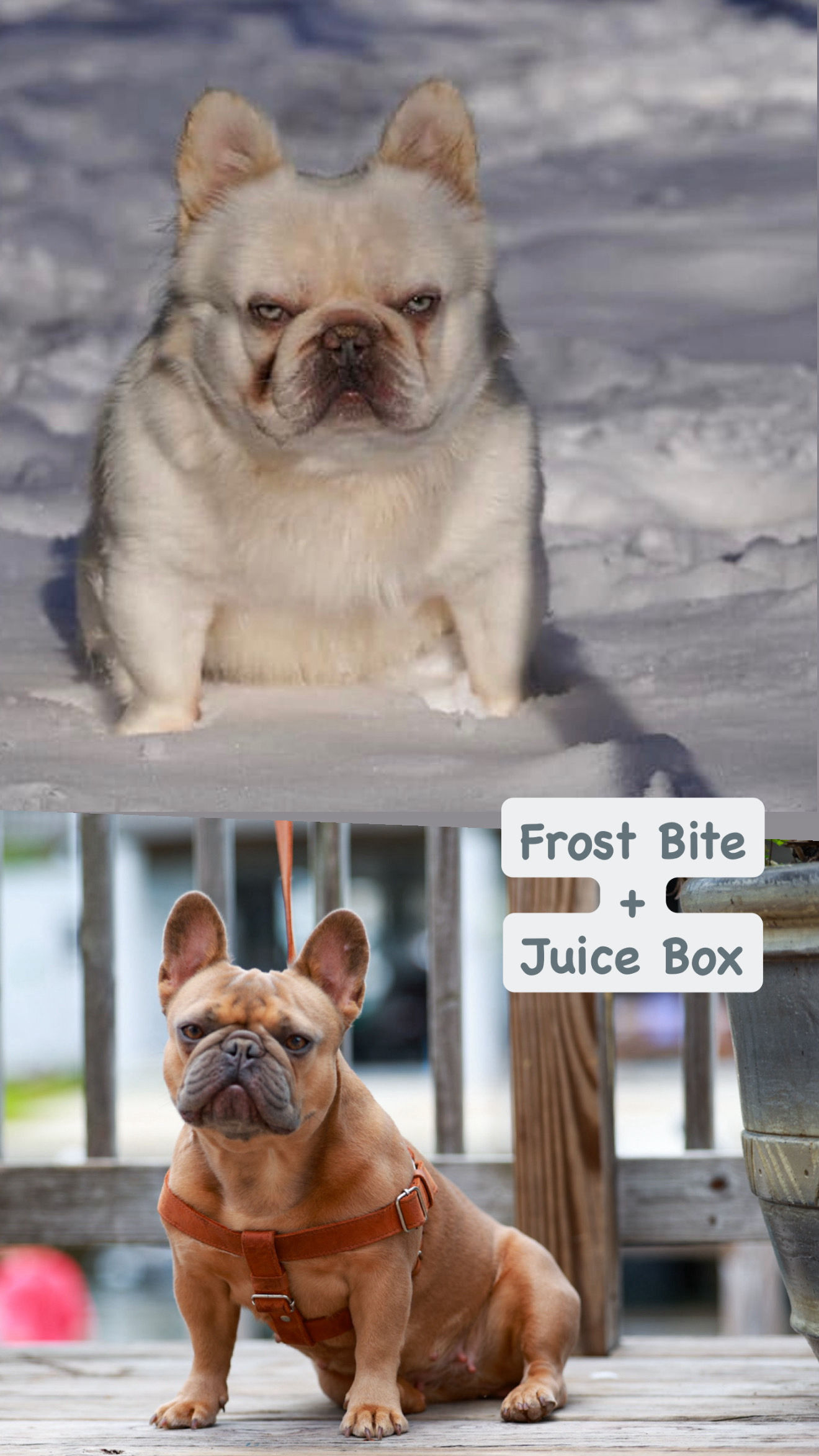 Juice Box and Frost Bite Puppy Deposit