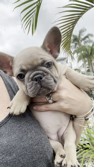 Thumbnail: Blue Fawn baby girl "Banana"