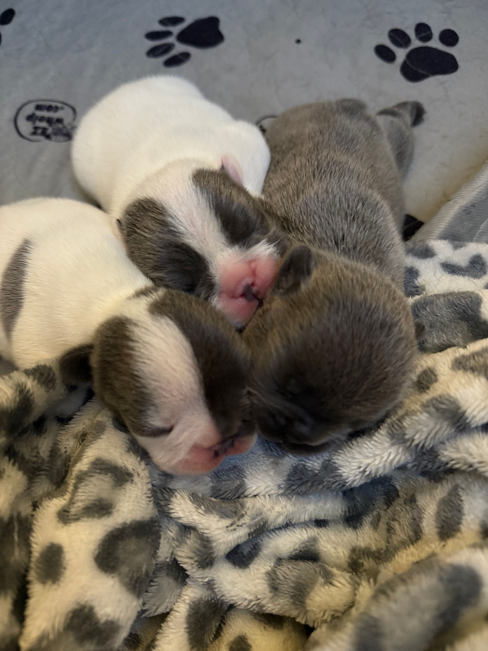 Thumbnail: “Pearl” Blue Pied Female