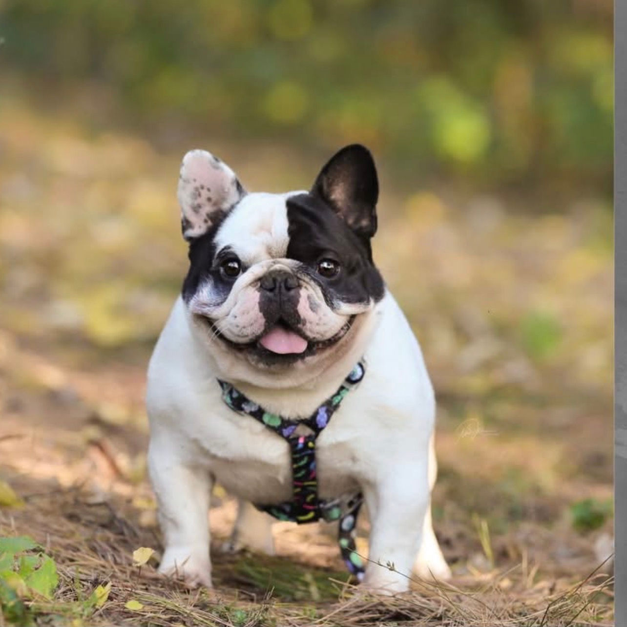 Roxy & Amos - AKC French Bulldog Puppy Deposit