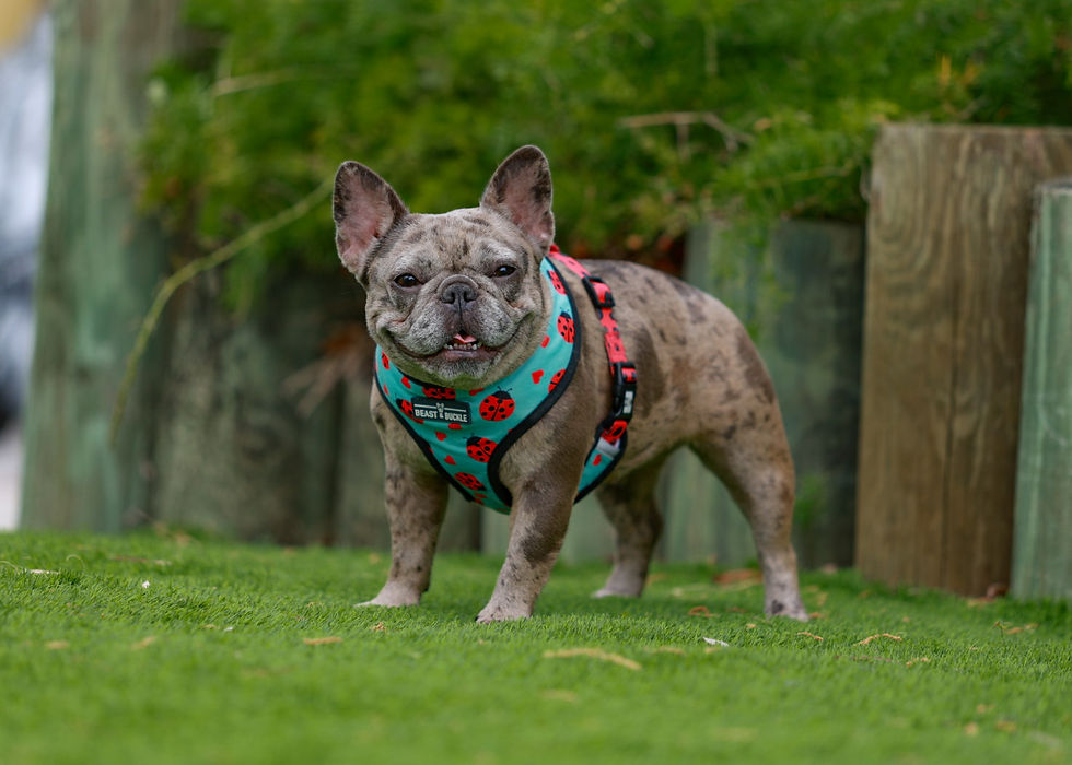 Thumbnail: Pink Collar - Blue Merle Girl (Dottie+Nemesis)