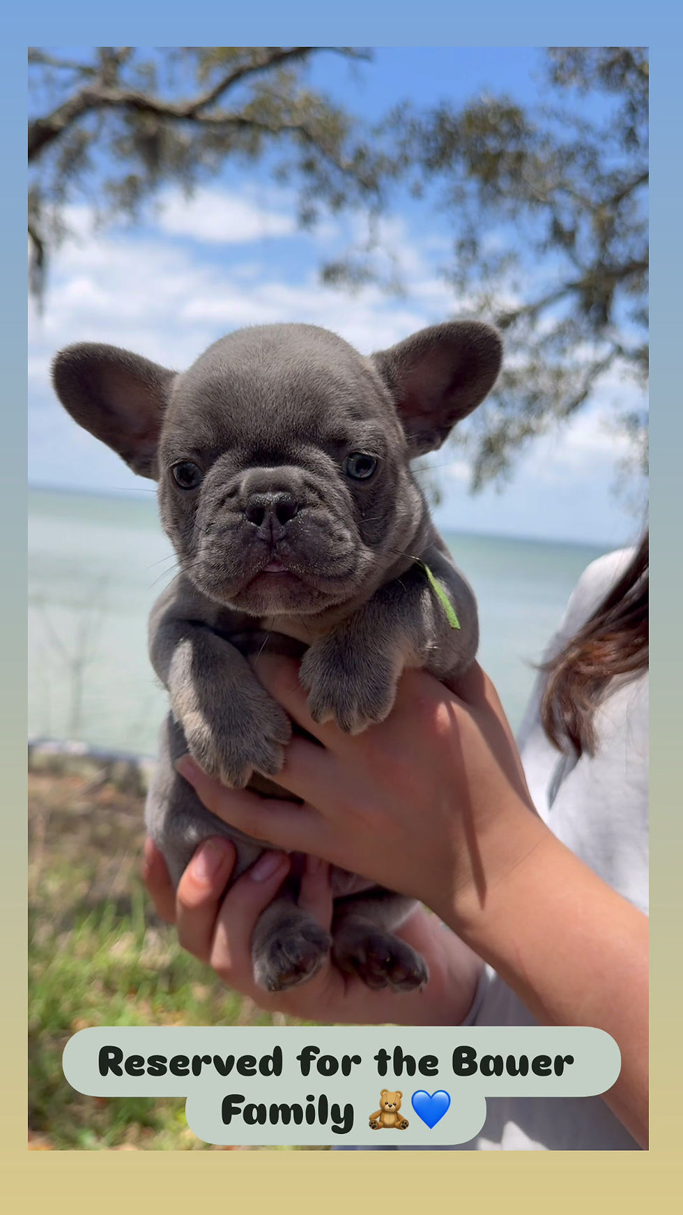 Thumbnail: Lilac + Tan Boy (Green collar)(Truly x Drip)