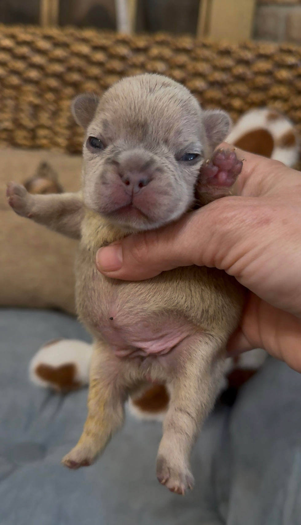 Thumbnail: Blue Fawn Merle Female (Joules + Meeko)