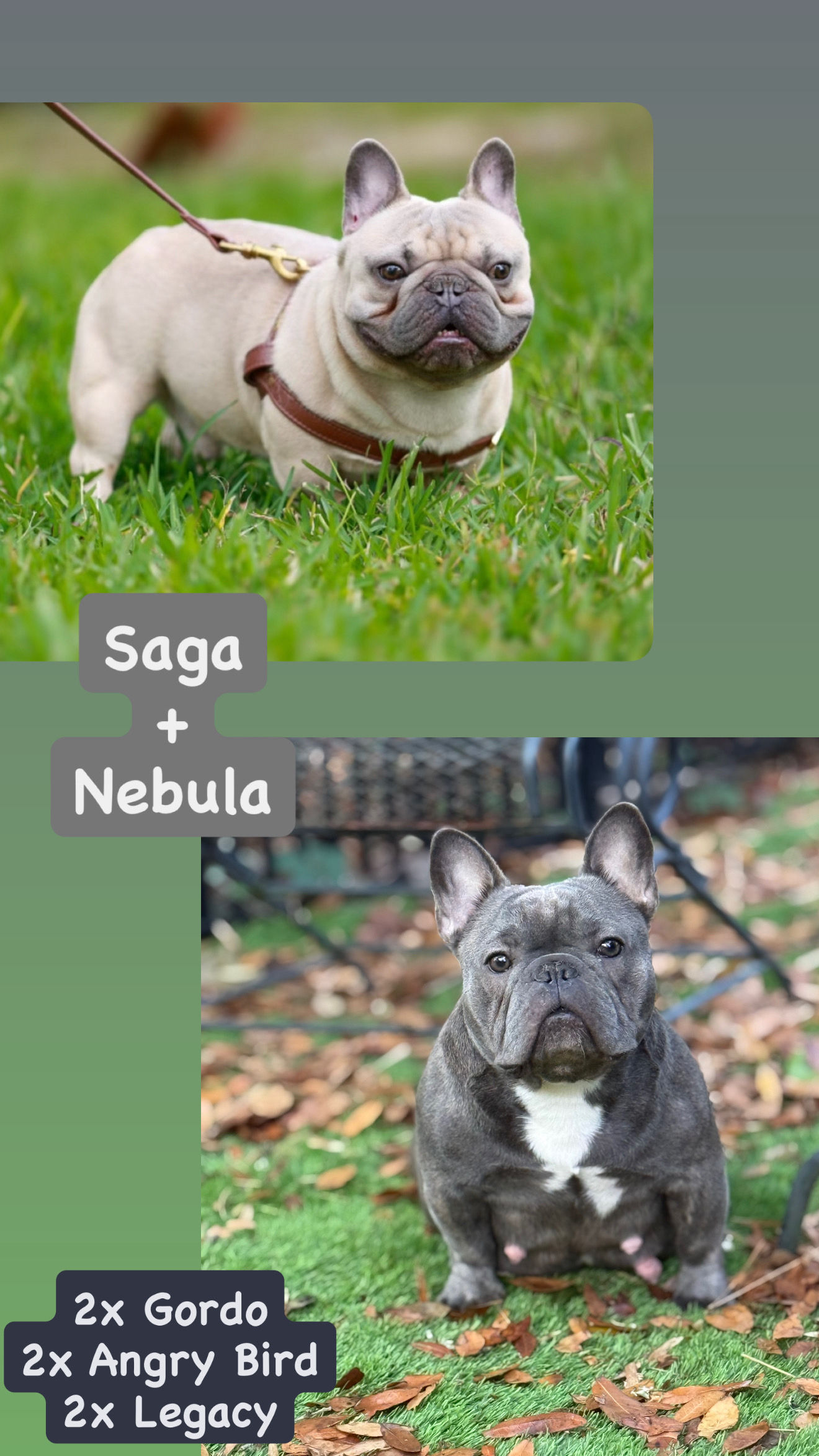 Nebula + Saga  Puppy Deposit